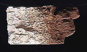 WS Earth Colors Liquid Pigment 4oz 118mL Burnt Umber