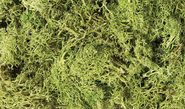 WS Lichen - 1.5qts Lt Grn