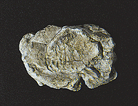 WS Rock Molds - 5 x 7"  Wind 1237