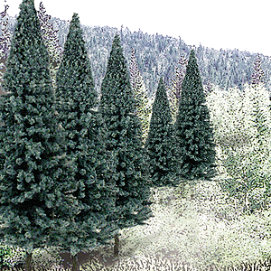 WS Blue Spruce Tree Pack 1587