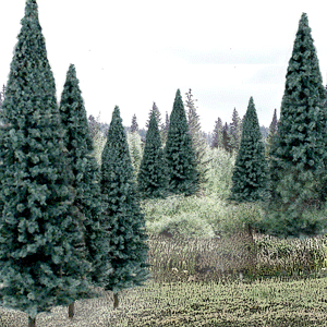 WS Blue Spruce Tree Pack 1588