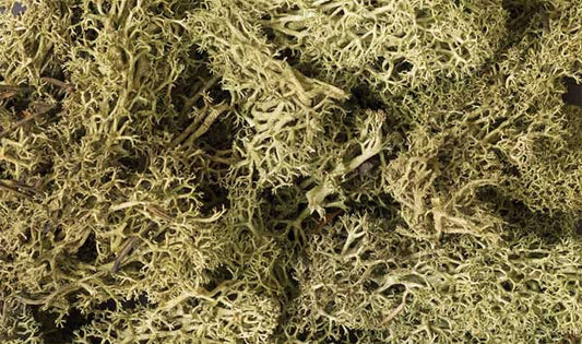 WS Lichen - 1.5qts Spg Grn