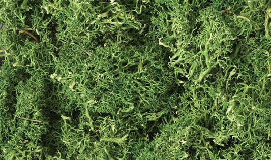 WS Lichen - 1.5qts M Grn