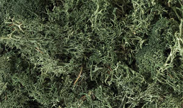 WS Lichen - 1.5qts Drk Grn 164