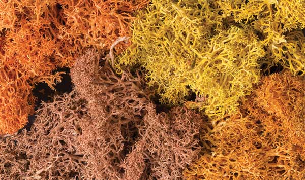 WS Lichen - 1.5qts Aut Grn