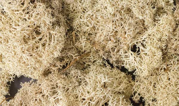WS Lichen - 1.5qts Natural