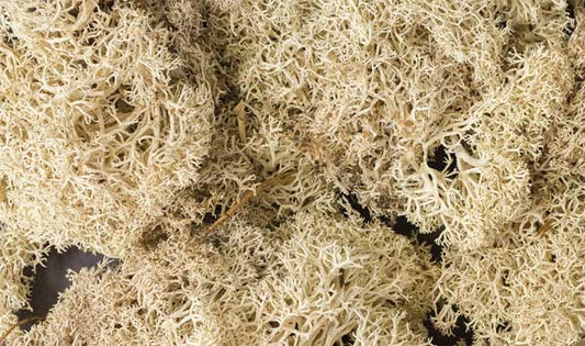 WS Lichen - 1.5qts Natural