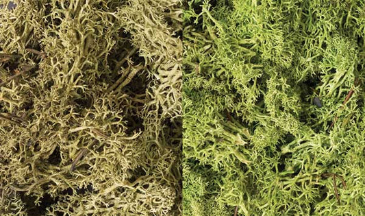 WS Lichen - 48oz Lt Grn