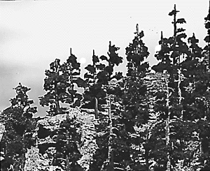 WS Forest Kits Pine Trees 2-4"
