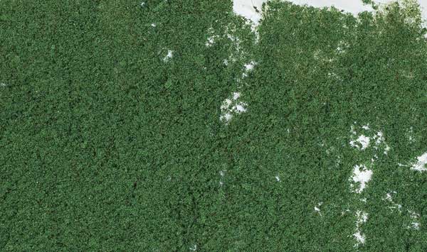 WS Foliage - 90.7 Square Inches Drk Grn